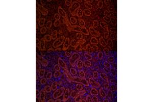 Immunofluorescence analysis of rat kidney cells using DAO Rabbit pAb (ABIN6129323, ABIN6139394, ABIN6139396 and ABIN6220932) at dilution of 1:250 (40x lens).