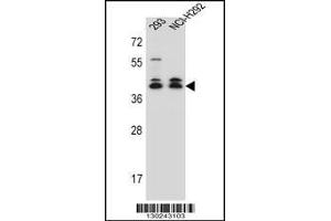 Western blot analysis in 293,NCI-H292 cell line lysates (35ug/lane). (DMRTC2 anticorps  (AA 99-128))