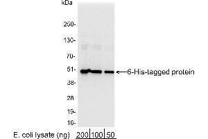 Western Blotting (WB) image for anti-His Tag antibody (HRP) (ABIN7449520) (His Tag anticorps  (HRP))