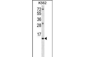 MEIG1 Antibody (Center) (ABIN656380 and ABIN2845675) western blot analysis in K562 cell line lysates (35 μg/lane). (MEIG1 anticorps  (AA 36-65))
