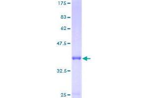 Image no. 1 for Proteasome (Prosome, Macropain) Assembly Chaperone 3 (PSMG3) (AA 1-122) protein (GST tag) (ABIN1316673)