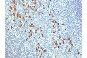 IHC testing of human tonsil stained with TLR9 antibody at 5ug/ml. (TLR9 anticorps  (N-Term))