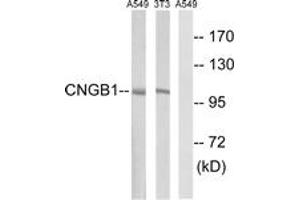 Western blot analysis of extracts from NIH-3T3/A549 cells, using CNGB1 Antibody. (GARP anticorps  (AA 571-620))