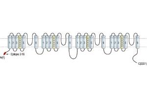 Representative domain view of the target of ABIN7042999.