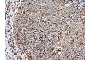 Image no. 2 for anti-Tubulin, alpha-Like 3 (TUBAL3) (AA 150-446) antibody (ABIN1490956)