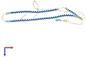 AlphaFold protein structure predicition of Mouse Recombinant Krt14 Protein, UniprotID Q61781