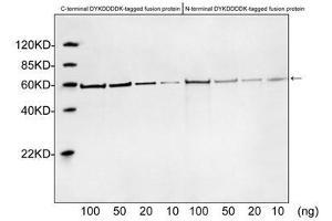 Image no. 4 for anti-DDDDK Tag (C-Term) antibody (ABIN296895) (DDDDK Tag anticorps  (C-Term))