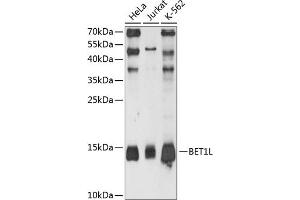 Western blot analysis of extracts of various cell lines, using BET1L antibody (ABIN6133362, ABIN6137540, ABIN6137541 and ABIN6215513) at 1:3000 dilution. (BET1L anticorps  (AA 1-60))