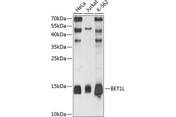 BET1L anticorps  (AA 1-60)