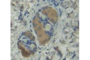 IHC-P analysis of Mouse Tissue, with DAB staining. (BMP1 anticorps  (AA 856-982))