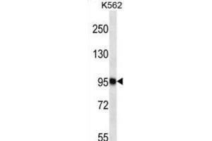 Western Blotting (WB) image for anti-Tetratricopeptide Repeat Domain 15 (TTC15) antibody (ABIN2997315) (TTC15 anticorps)