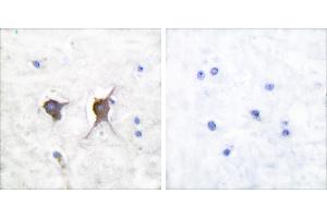 Peptide - +Immunohistochemical analysis of paraffin-embedded human brain tissue using Bax antibody (#C0132). (BAX anticorps)