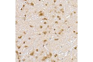 Immunohistochemistry of paraffin-embedded rat brain using PPCS Rabbit mAb (ABIN7269360) at dilution of 1:25 (40x lens). (PPCS anticorps)