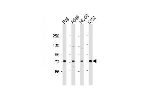 All lanes : Anti-SKI Antibody (N-Term) at 1:2000 dilution Lane 1: Raji whole cell lysate Lane 2: A549 whole cell lysate Lane 3: HL-60 whole cell lysate Lane 4: K562 whole cell lysate Lysates/proteins at 20 μg per lane. (SKI anticorps  (AA 21-54))