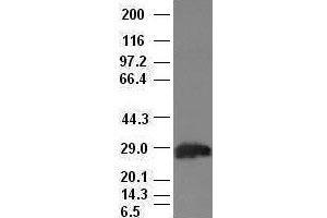 Hex antibody (2H7) at 1:100 dilution + Lysates from HEK-293T cells transfected with human Hex expression vector (HHEX anticorps  (AA 100-270))