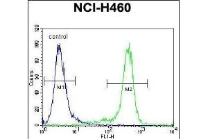 GAS1 Antibody (N-term) (ABIN655812 and ABIN2845237) flow cytometric analysis of NCI- cells (right histogram) compared to a negative control cell (left histogram).