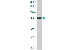 CPSF3 monoclonal antibody (M06), clone 1H8.