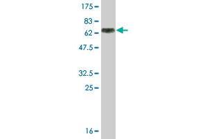 Western Blot detection against Immunogen (60.