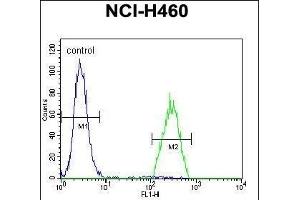 B3GALT5 Antibody (N-term) (ABIN655087 and ABIN2844721) flow cytometric analysis of NCI- cells (right histogram) compared to a negative control cell (left histogram).