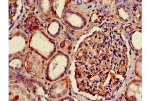 Immunohistochemistry of paraffin-embedded human kidney tissue using ABIN7155622 at dilution of 1:100