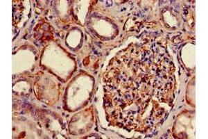 Immunohistochemistry of paraffin-embedded human kidney tissue using ABIN7155622 at dilution of 1:100 (HLA-B anticorps  (AA 25-308) (Biotin))