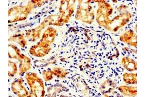 Immunohistochemistry of paraffin-embedded human kidney tissue using ABIN7153171 at dilution of 1:100