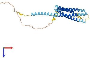 AlphaFold protein structure predicition of Human Recombinant MS4A2 Protein, UniprotID Q01362