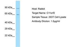 Image no. 1 for anti-Vacuolar Protein Sorting 51 Homolog (VPS51) (AA 632-681) antibody (ABIN6750161) (VPS51 anticorps  (AA 632-681))