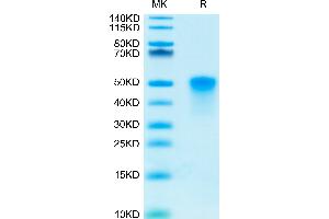 Human OX40 on Tris-Bis PAGE under reduced condition.