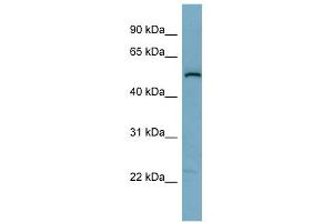 WB Suggested Anti-C1orf142 Antibody Titration: 0. (SNAP47 anticorps  (Middle Region))