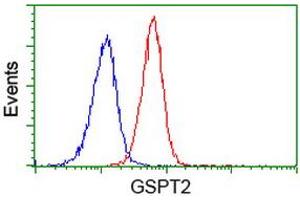 Image no. 3 for anti-G1 To S Phase Transition 2 (GSPT2) antibody (ABIN1498537) (GSPT2 anticorps)