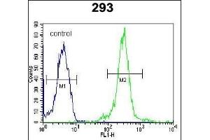 anti-Ataxin 7-Like 3B (ATXN7L3B) (AA 32-62) antibody