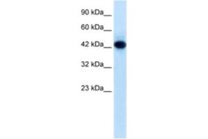 Western Blotting (WB) image for anti-Ring Finger Protein 135 (RNF135) antibody (ABIN2461011) (RNF135 anticorps)