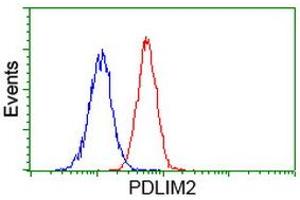 Image no. 1 for anti-PDZ and LIM Domain 2 (PDLIM2) antibody (ABIN1500124) (PDLIM2 anticorps)