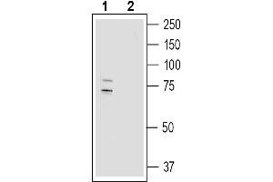 Western blot analysis of human  MG glioma cell line lysate:1.
