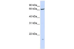 PIGT antibody used at 1 ug/ml to detect target protein. (Prolipoprotein Diacylglyceryl Transferase anticorps  (N-Term))
