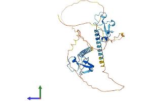AlphaFold protein structure predicition of Mouse Recombinant Mbnl2 Protein, UniprotID Q8C181