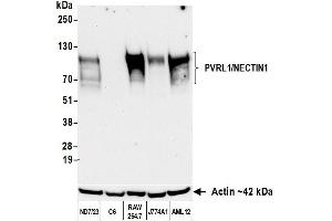 anti-Nectin-1 (NECTIN1) (AA 225-275) antibody