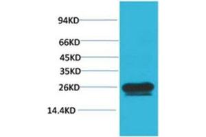 Western Blot (WB) analysis of HeLa with HSP27 Mouse Monoclonal Antibody diluted at 1:2000. (Cyclin B1 anticorps)