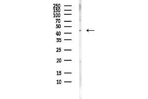 anti-Prokineticin Receptor 2 (PROKR2) (C-Term) antibody