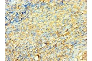 Immunohistochemistry of paraffin-embedded human tonsil tissue using ABIN7175904 at dilution of 1:100