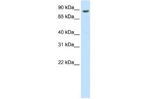 BRF1 antibody used at 0.