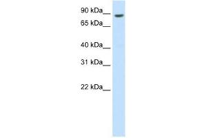 BRF1 antibody used at 0. (BRF1 anticorps  (C-Term))
