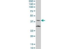 NAAA monoclonal antibody (M01), clone 5E3 Western Blot analysis of ASAHL expression in NIH/3T3 .