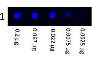 Image no. 1 for Mouse anti-Human IgG (Whole Molecule) antibody (FITC) (ABIN1102306) (Souris anti-Humain IgG (Whole Molecule) Anticorps (FITC))