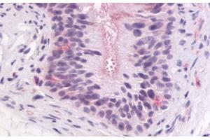 Anti-GPR64 antibody IHC staining of human epididymis. (Adhesion G-Protein Coupled Receptor G2 (ADGRG2) (C-Term) anticorps)