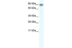 WB Suggested Anti-SP1 Antibody Titration:  2. (SP1 anticorps  (C-Term))