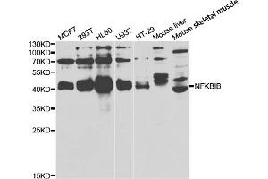 Western blot analysis of extracts of various cell lines, using NFKBIB antibody (ABIN5973399) at 1/1000 dilution. (NFKBIB anticorps)