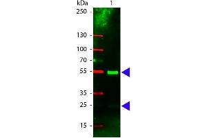 Rabbit anti-Pig IgG (Heavy & Light Chain) antibody (TRITC)
