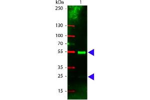Western Blot of Rhodamine conjugated Rabbit anti-Swine IgG antibody. (Lapin anti-Porc IgG (Heavy & Light Chain) Anticorps (TRITC) - Preadsorbed)